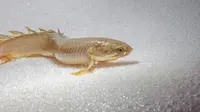 Demi Kuak Misteri Evolusi, Ilmuwan Ubah Ikan Jadi 'Hewan Darat'