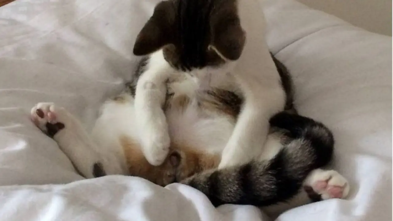 Kehilangan Testis, Kucing Ini Syok
