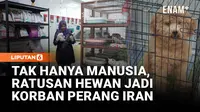 Dampak Perang Timur Tengah! Ratusan Hewan Peliharaan Ditinggal Tanpa Makanan dan Tempat Berlindung
