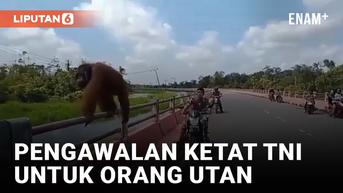 VIDEO: Dikawal Ketat TNI, Orang Utan Ini Asyik Jalan di Jembatan Kotawaringin Lama