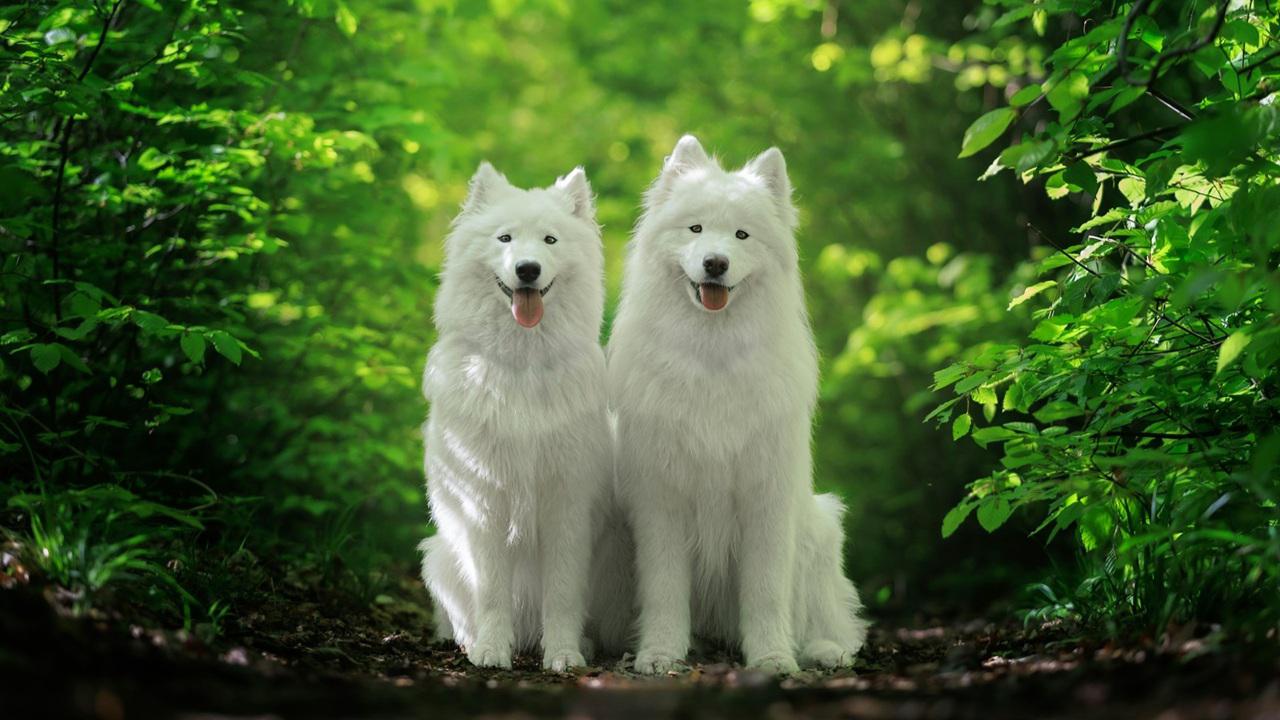 Samoyed