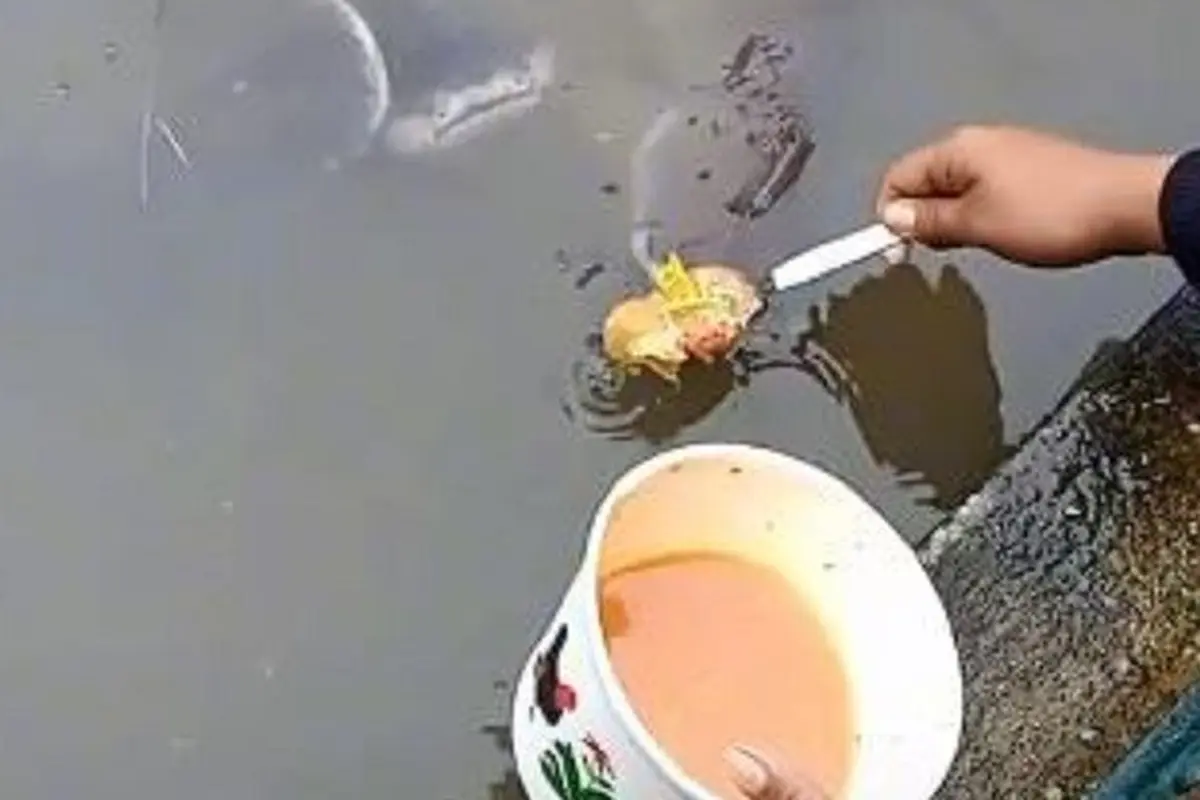 Lele disuapi seblak oleh seorang perempuan jadi viral