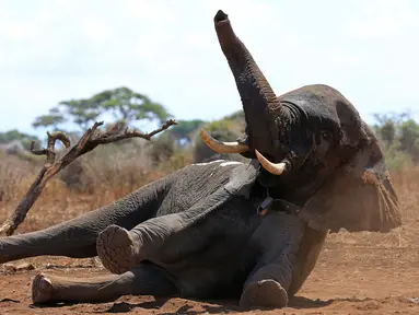 Seekor gajah liar dijatuhkan petugas dari Kenya Wildlife Service (KWS) dan International Fund for Animal Welfare (IFAW) di Amboseli National Park, Kenya (2/11). Petugas berencana memasang radio satelit di leher gajah tersebut.(REUTERS/Thomas Mukoya)
