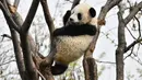 Panda bernama Qin Kuer bermain di pusat penelitian dan penangkaran panda raksasa Qinling di Provinsi Shaanxi, China (31/3/2020). Pada 2019, tiga anak panda Jia Jia, Yuan Yuan, dan Qin Kuer lahir di tempat tersebut. Berkat perawatan para staf, ketiganya tumbuh besar dan sehat. (Xinhua/Zhang Bowen)