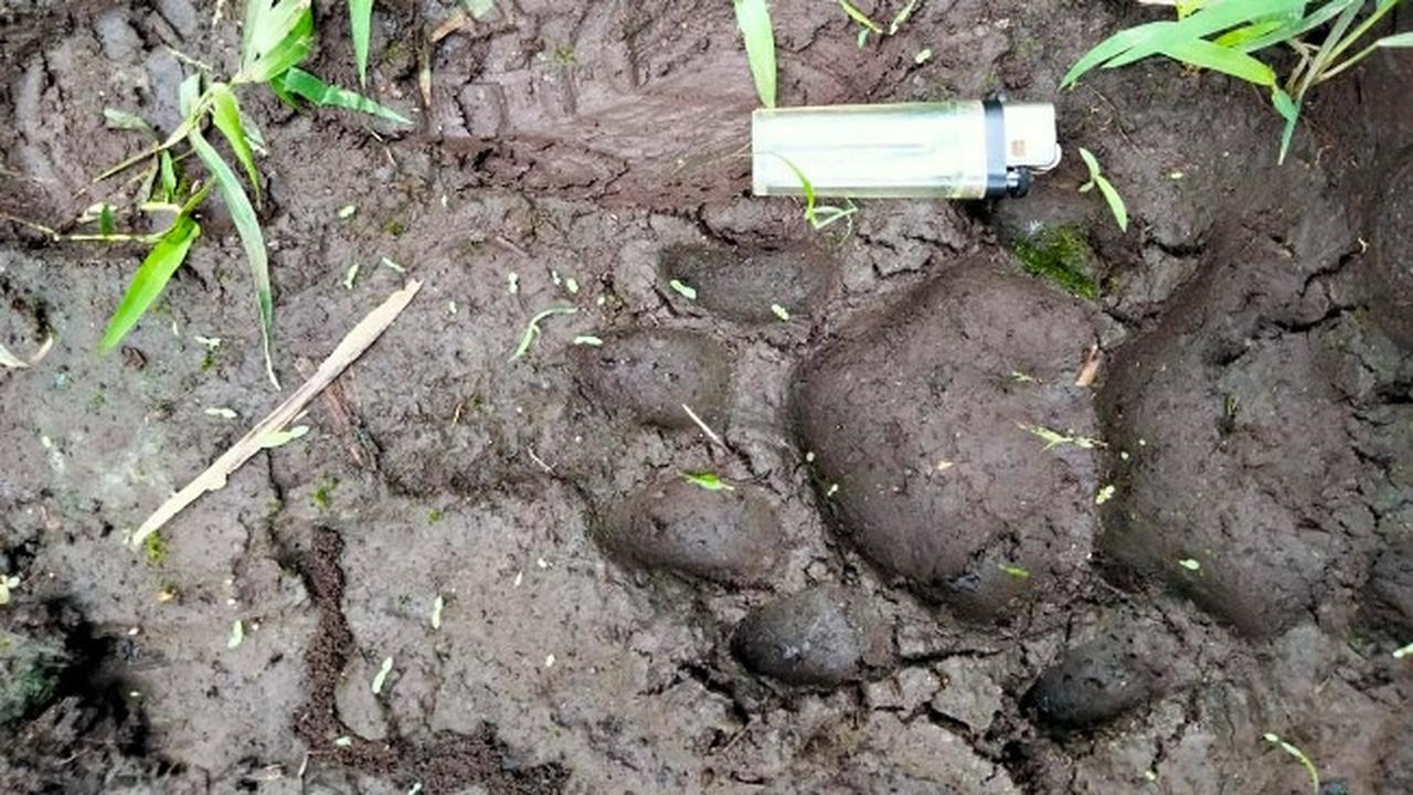 Jejak harimau sumatra di kebun sawit perusahaan di Kabupaten Pelalawan.