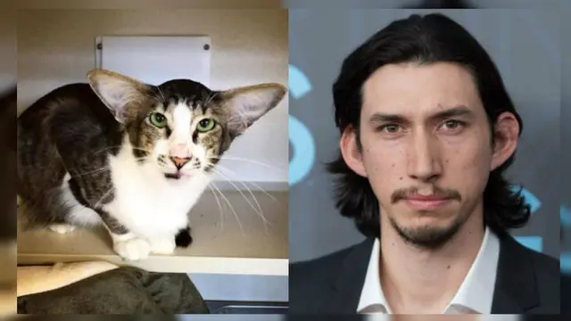 Mirip Penjahat Star Wars, Kucing Ini jadi Viral-01