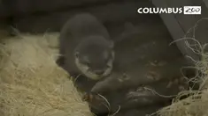 Bayi bernama Triton ini menjalani perawatan di kebun binatang Columbus. Triton lahir dari pasangan Asta dan Oscar.