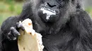 Ekspresi Gorila Fatou saat menikmati kue ulang tahunnya saat berusia 61 tahun di kebun binatang Zoologischer Garten di Berlin, Jerman (13/4). Fatou adalah gorila tertua dari jenisnya yang hidup di Eropa. (AFP Photo/John Macdougall)