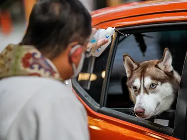 Anjing dalam mobil menerima pemberkatan dari pendeta saat pemberkatan drive-thru hewan peliharaan di Manila, Filipina, 4 Oktober 2020. Pemberkatan drive-thru hewan peliharaan ini diadakan di tengah pandemi COVID-19 untuk merayakan Hari Hewan Sedunia setiap tanggal 4 Oktober. (Xinhua/Rouelle Umali)