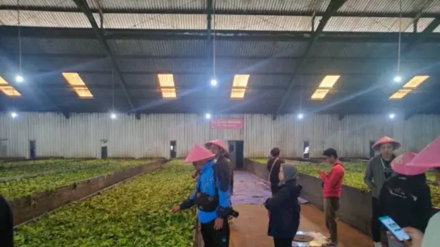 Kebun Teh Tambi di Wonosobo