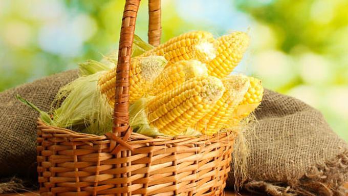 Unduh 560 Koleksi Gambar Foto Jagung Terbaik Gratis HD