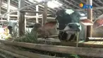 Bagi warga Banjarnegara, hotel khusus sapi ini memang kerap menjamur setiap Hari Raya Idul Adha tiba.