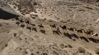 Ilustrai- Kafilah pengendara unta di padang pasir. (Foto: Tangkapan layar film The Messenger)