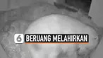 Thumbnail Vertikal Beruang