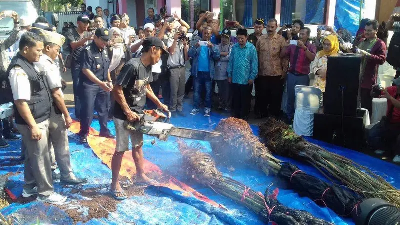 Ribuan Bibit dan Pohon Kurma Dibakar Habis di Dermaga Bea Cukai