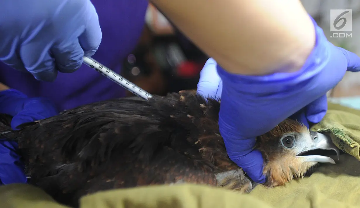 Dokter hewan yang juga aktivis ASTI mengambil sampel darah Elang Bondol (Haliastur indus) yang merupakan hasil sitaan dari warga di tempat Pusat Transit Satwa Gadog ASTi, Bogor, Senin (11/3). (merdeka.com/arie basuki)