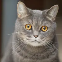 Ilustrasi Kucing/https://unsplash.com/Tengyart