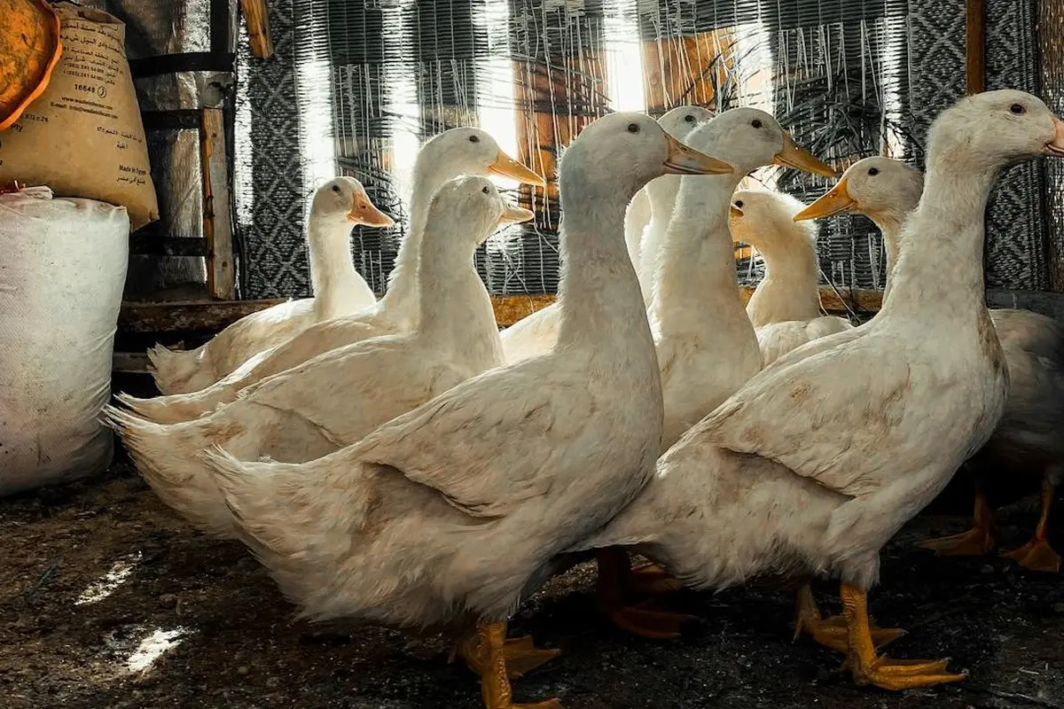 Jenis Bebek Petelur yang Produksi Stabil Meski Kandang Sederhana
