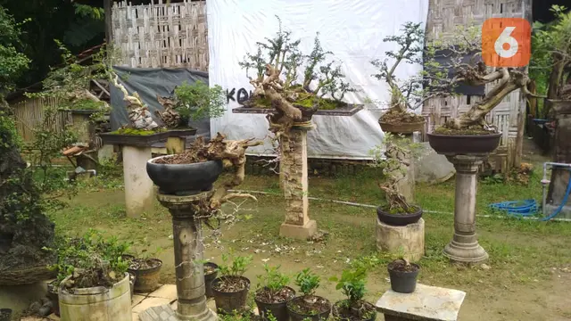 Bonsai