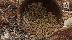 Maggot terlihat di Kantor Dinas Lingkungan Hidup DKI Jakarta, Selasa (3/11/2020). DLH DKI memberdayakan maggot untuk mengurai sampah organik yang bersumber dari sumbangsih warga sebagai pupuk kompos. Selain itu, larva tersebut juga bisa menjadi pakan hewan ternak. (Liputan6.com/Herman Zakharia)