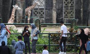 Pengunjung saat menikmati suasana Taman Margasatwa Ragunan, Jakarta, Jumat (5/8/2025). (Kapanlagi.com/Budy Santoso)