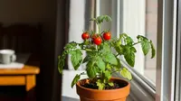 Mau Panen Sayur di Dalam Rumah? Ini 10 Pilihan Tanaman Paling Mudah Dicoba