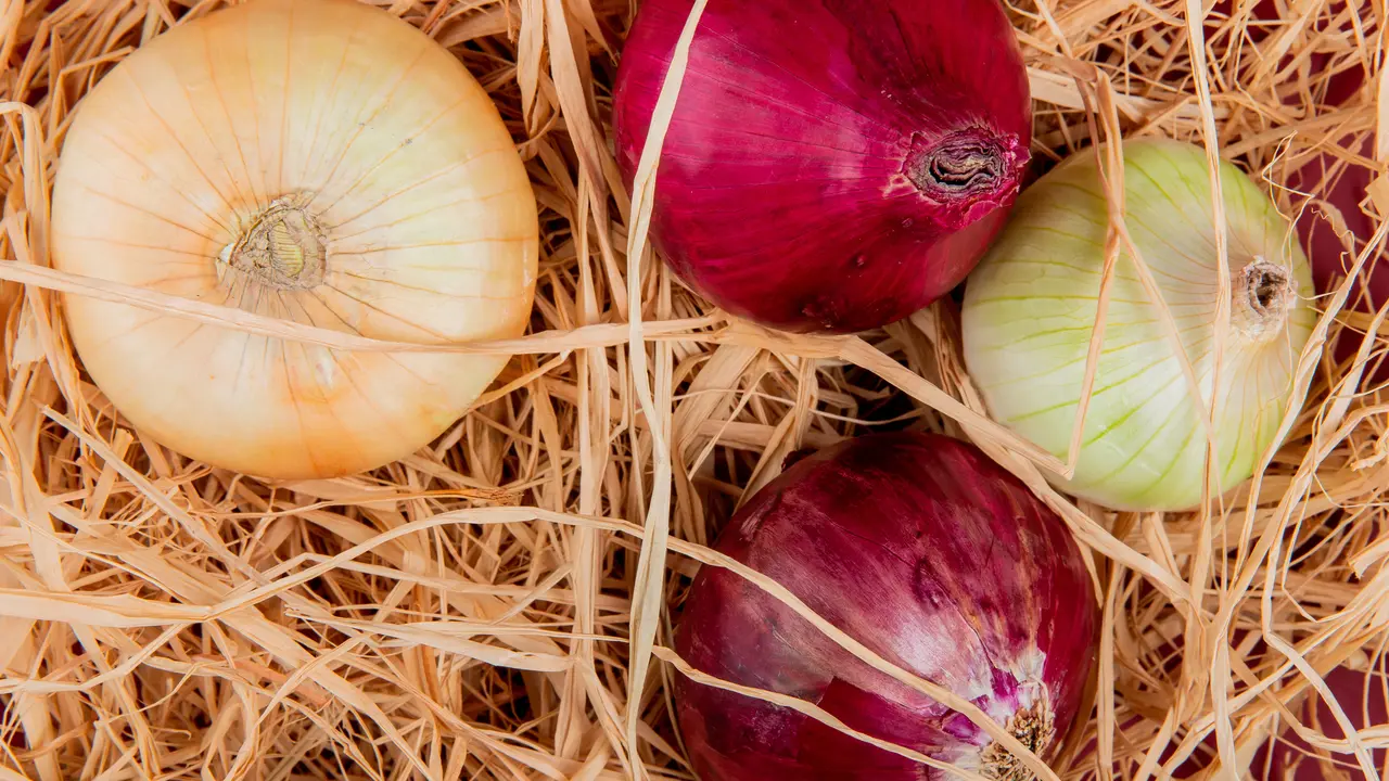Tanaman bawang bombay (Foto: freepik/stockking)