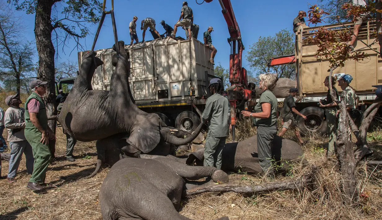 Seokar gajah diangkat menggunakan alat berat saat akan dipindahkan di Majete Game Reserve, Malawi selatan (14/7). Selain itu pemindahan gajah ini juga bertujuan untuk meningkatkan daya tarik wisata.(AFP Photo/Amos Gumulira)