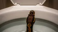 Kenapa Ular Bisa Masuk Lewat WC? Ini 5 Cara Mencegah Masuk ke Rumah