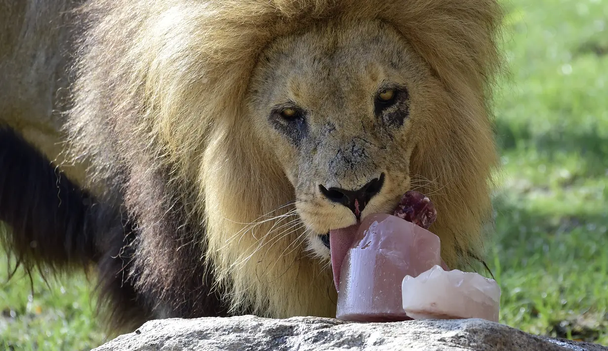 Seekor singa diberi makan dengan makanan beku di kebun binatang Bioparc di Valencia, Italia (23/7). Pemberian makanan beku ini dikarenakan suhu panas yang melanda Italia. (AFP PHOTO / Jose Jordan)