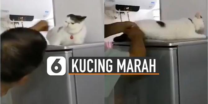 VIDEO: Kocak, Reaksi Kucing Marah Saat Diajak Bercanda