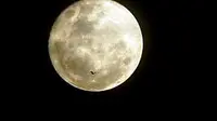 Seekor burung melintas dengan latar belakang bulan besar (Supermoon) di langit Kota Padang, Sumbar.(Antara)