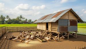 7 Tips Ternak Bebek Petelur dengan Kandang dari Bambu dan Seng Bekas, Telur Bisa untuk Dapur dan Dijual (Foto: Gemini AI)