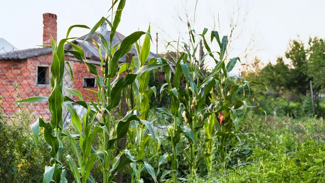 menanam jagung