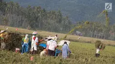 Sejumlah petani melakukan panen padi di sawah Desa Bube Baru, Kecamatan Suwawa, Kabupaten Bone Bolango, Gorontalo, Jumat (15/3). Mereka lebih memilih menggunakan tenaga manual untuk melakukan panen. (Liputan6.com/Arfandi Ibrahim)
