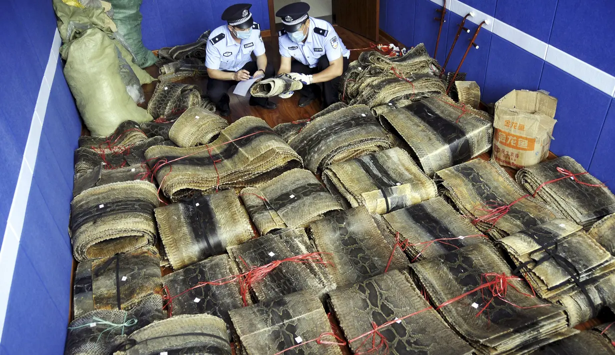 Sejumlah kulit piton yang berhasil disita di Linyi, Provinsi Shandong, China, 17 Juli 2015. Petugas menangkap dua pria yang diduga komplotan perdagangan satwa liar ilegal dan menyita lebih dari 900 kulit ular piton. (REUTERS/Stringer CHINA OUT)
