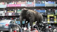 Amukan Gajah Liar Rusak Rumah Warga Transmigran di Aceh
