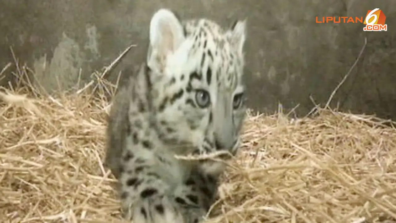 macan-bayi-130824b.jpg