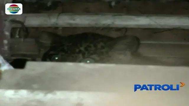 Seekor macan tutul bersembunyi di bawah rumah warga di Sukabumi, Jawa Barat, usai mencari makanan di perkampungan.