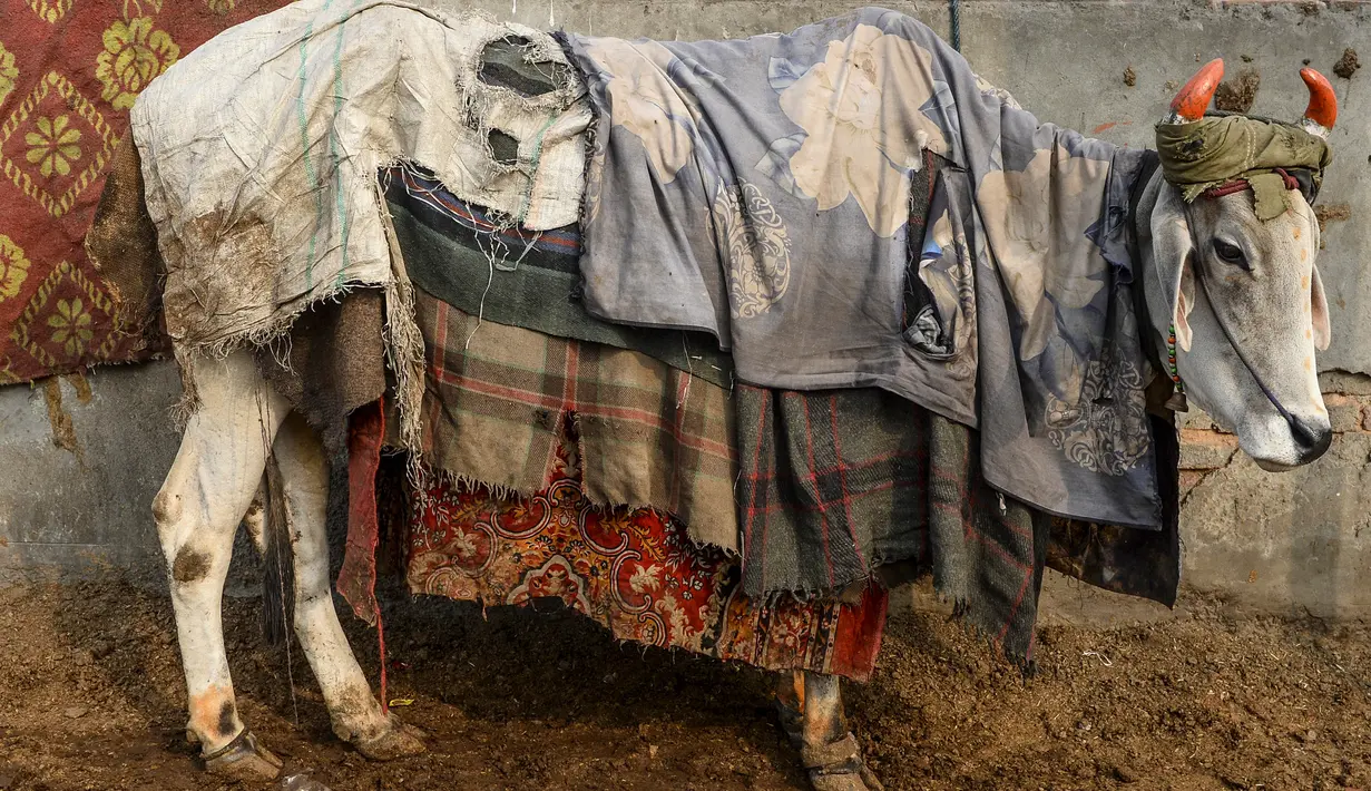 Seekor sapi ditutupi dengan karung goni dan selimut di kawasan lama New Delhi, India pada 21 Januari 2020. Hal tersebut untuk melindungi sapi agar tetap hangat selama bulan-bulan musim dingin. (Photo by Sajjad HUSSAIN / AFP)