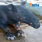 Seekor tapir ditemukan di tengah pemukiman warga dalam keadaan terluka. (Sumber Foto: vidio.com)