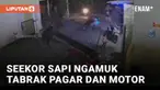 Seekor sapi ngamuk ketika hendak diturunkan dari mobil mengundang perhatian