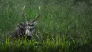 Seekor rusa jantan terlihat saat hujan lebat di Taman Safari Gurun Putih Lestari di Jantho, Aceh Besar, Aceh pada 27 Oktober 2019. Di taman safari pertama yang ada di Aceh ini terdapat ratusan spesies burung dan mamalia dari berbagai daerah di Indonesia maupun mancanegara. (CHAIDEER MAHYUDDIN / AFP)