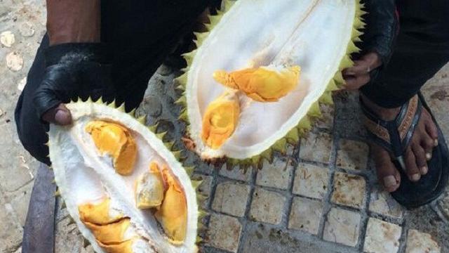 Durian Kencoro Rukmi