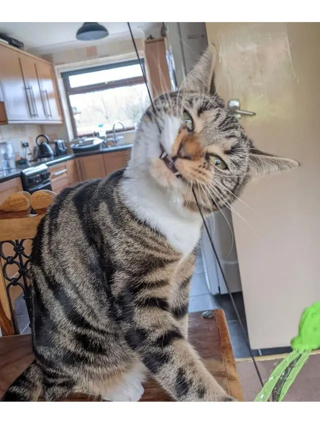 7 Potret Reaksi Lucu Kucing saat Marah, Pamer Taring