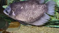 8 Rekomendasi Ternak Ikan Bergizi Tinggi untuk Stok Lauk Keluarga Sepanjang Tahun