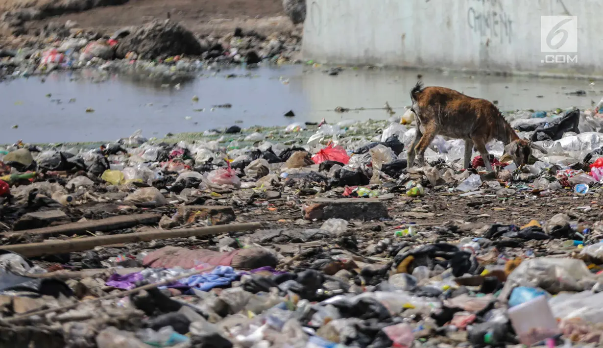 Kambing memakan sampah rumah tangga di permukiman kumuh Muara Baru, Penjaringan, Jakarta, Selasa (3/9/2019). Sulitnya mencari rumput di Ibu Kota menyebabkan peternak membiarkan kambing-kambing mereka memakan sampah rumah tangga. (Liputan6.com/Faizal Fanani)