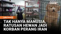 Dampak Perang Timur Tengah! Ratusan Hewan Peliharaan Ditinggal Tanpa Makanan dan Tempat Berlindung