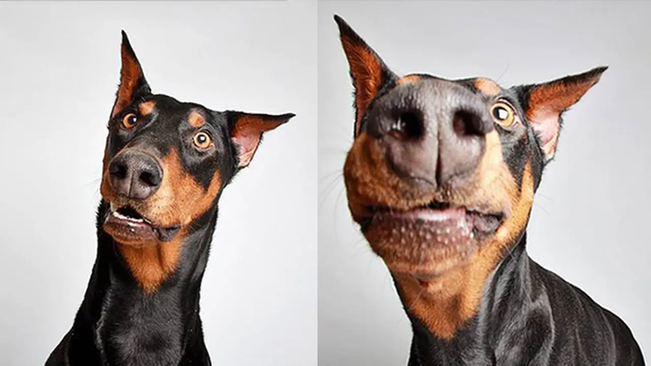 Photobooth Anjing-anjing Lucu yang Ingin Temukan Rumah