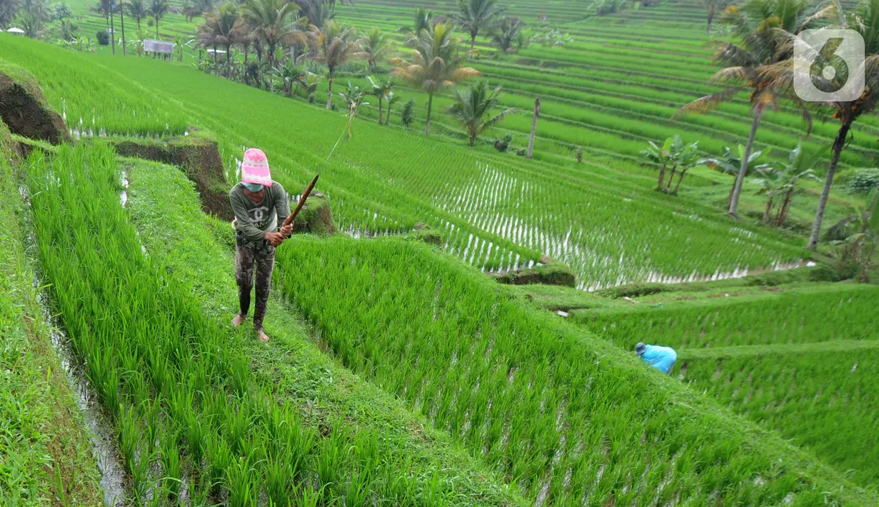 Petani membersihkan rumput liar di sela tanaman padi jenis IR64 di Jatiluwih, Tabanan, Bali, Minggu (5/9/2021). Seiring berakhirnya masa panen dan memasuki masa tanam padi, Badan Pusat Statistik (BPS) mencatat harga beras semua kualitas terjadi kenaikan pada Agustus 2021. (merdeka.com/Arie Basuki)
